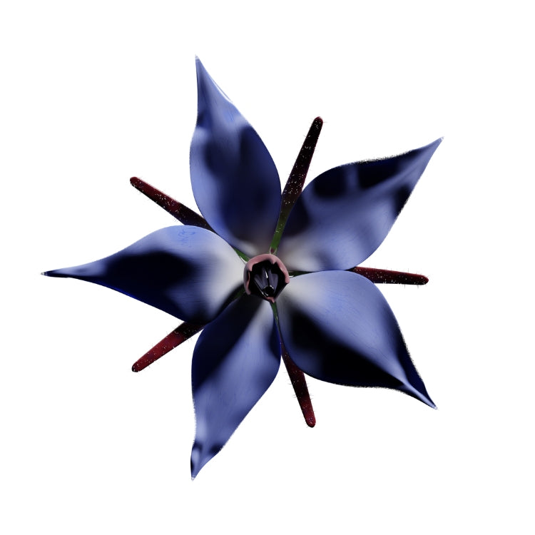 Bourrache Borago officinalis (8 Gousses)
