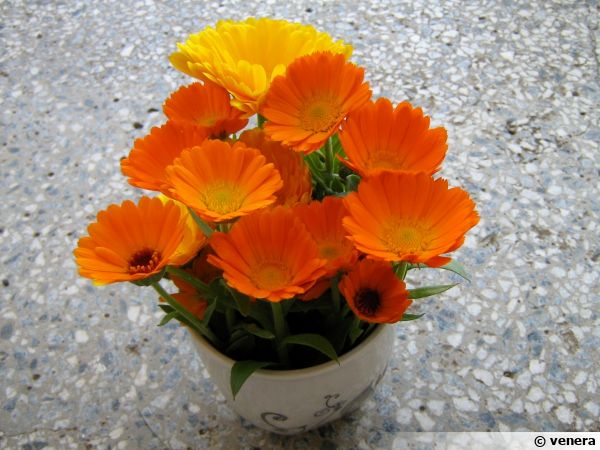 Calendula officinalis Souci Résina (8 Gousses)