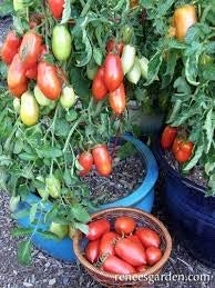 Mini Roma Tomate italienne (8 Gousses)